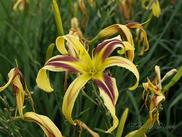 Hemerocallis Market by Lydia.JPG